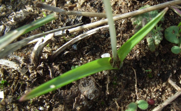 Colchicum cupanii / Colchico di Cupani